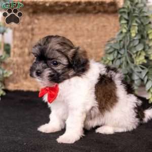 Mickey, Teddy Bear Puppy